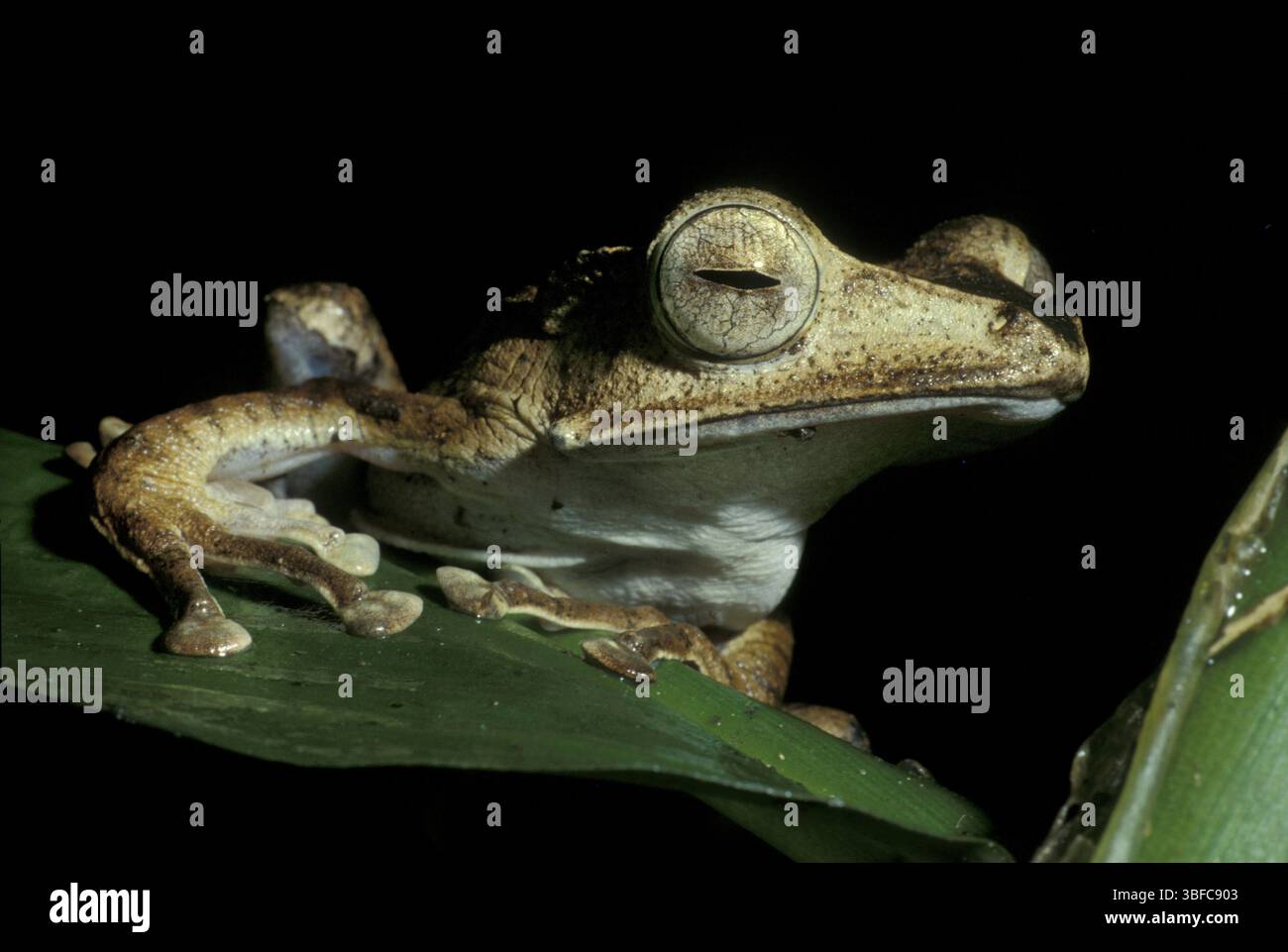 Rana asiatica tubercolare arbustiva (Polypedates sp.) Foto Stock