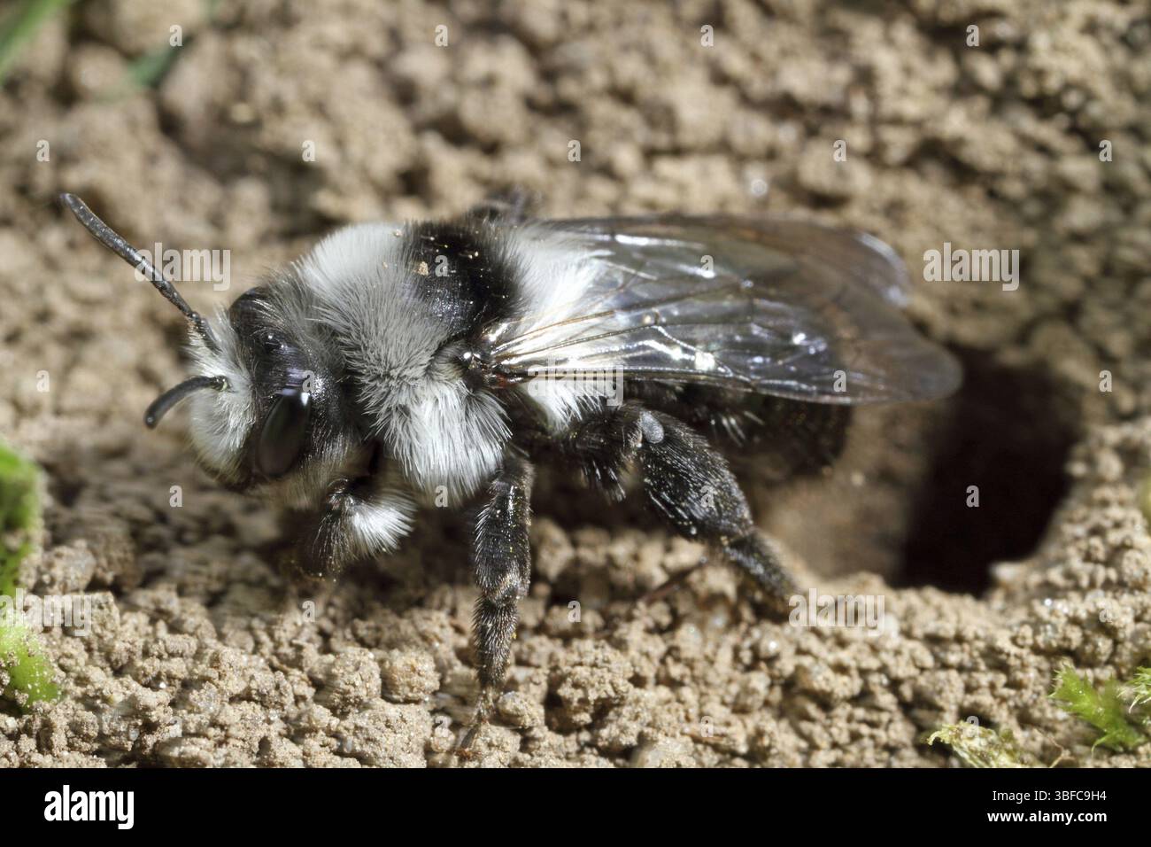 Ashy Mining Bee (Andrena cineraria) Foto Stock