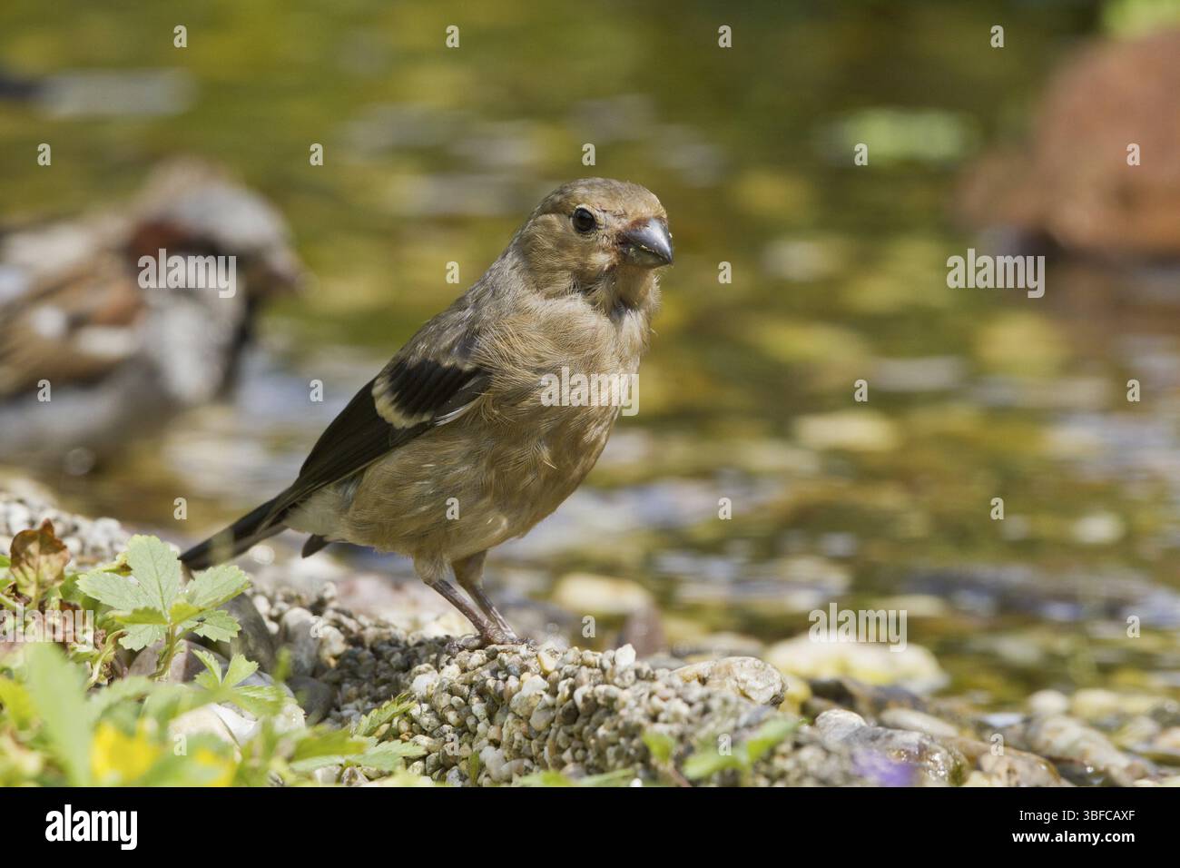 Bullfinch - giovane uccello al ruscello (Pyrrhula pyrrhula) Foto Stock