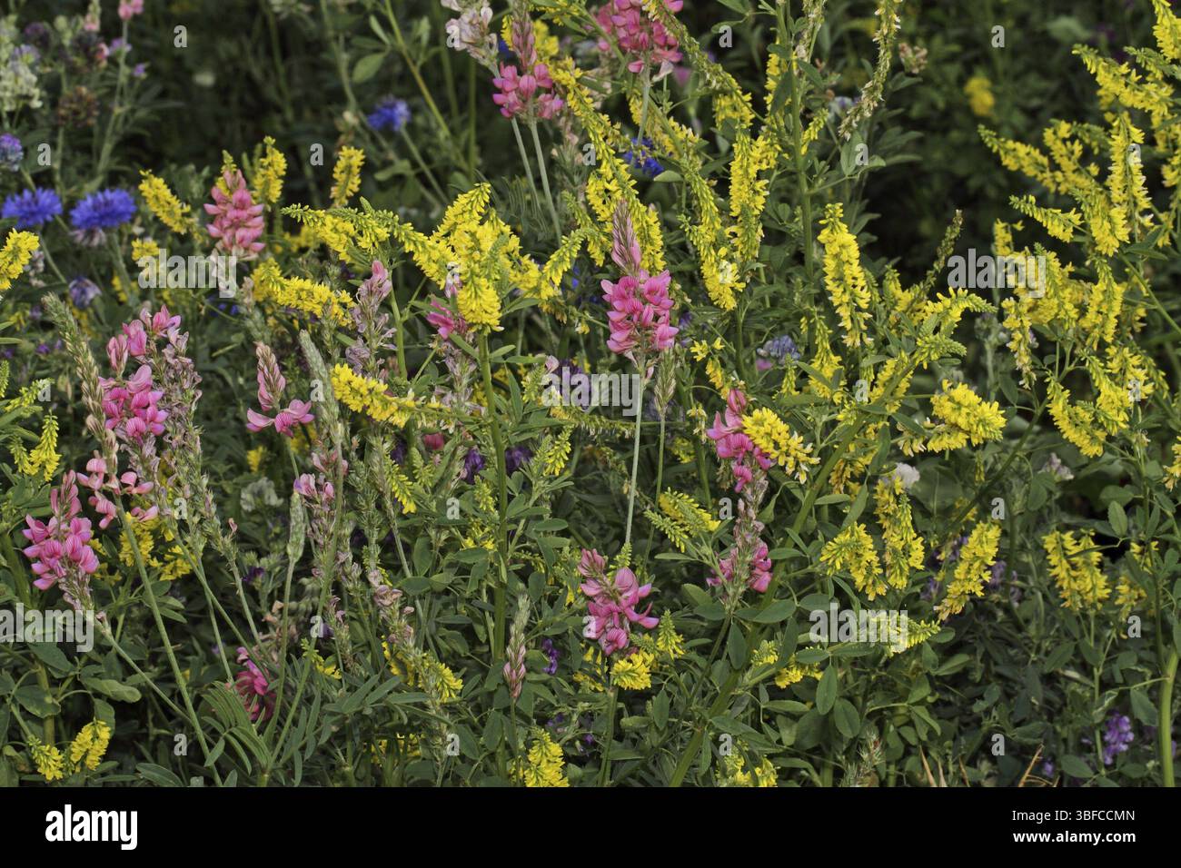 Erbe selvatiche Foto Stock