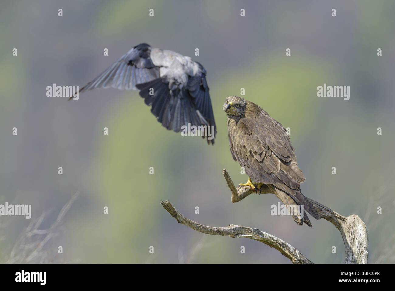 Nibbio bruno (Milvus migrans) Foto Stock