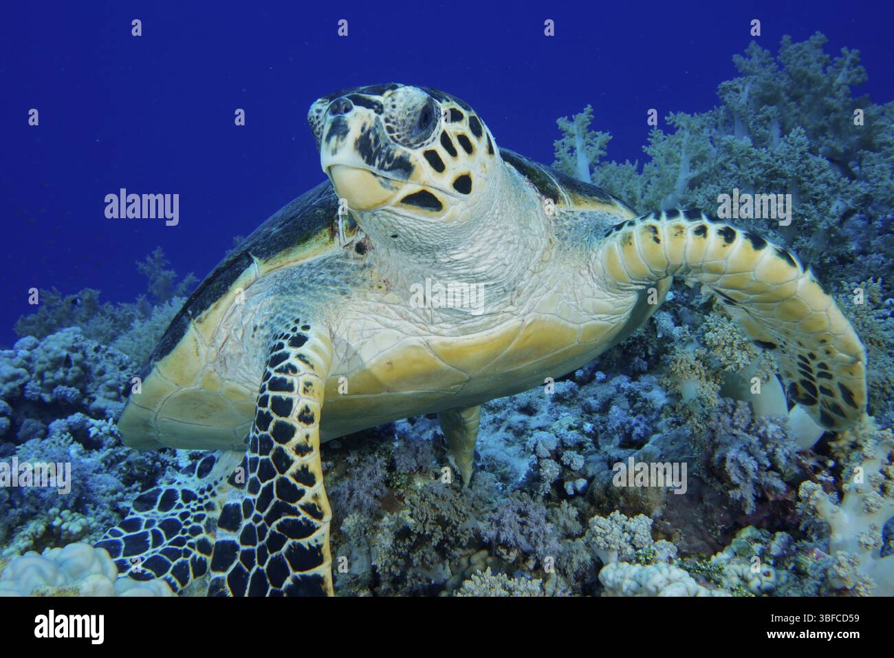 Hawksbill tartaruga di mare (Eretmochelys imbricata) Foto Stock