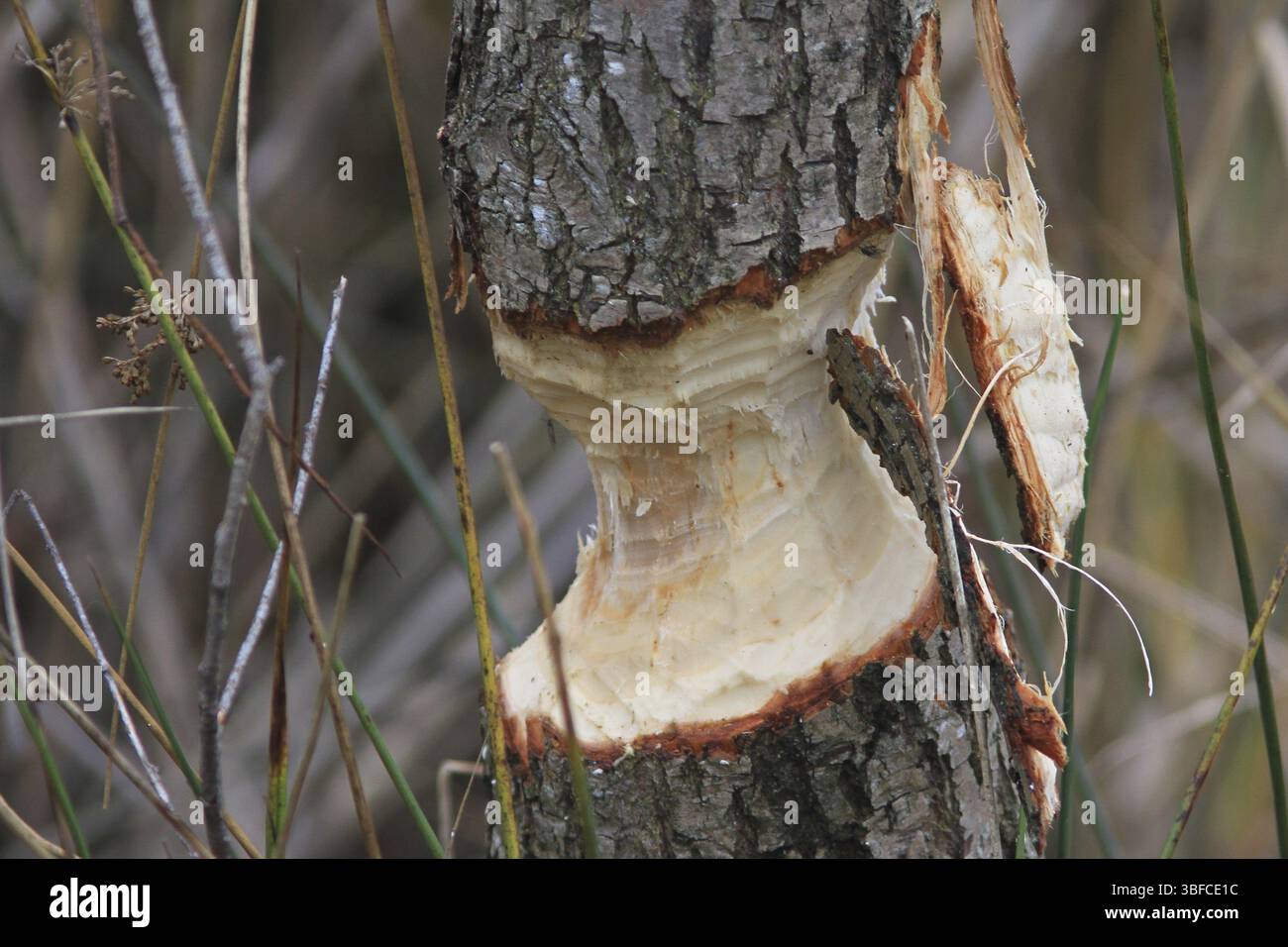 Taglio di castoro su salice (fibra di colata) Foto Stock