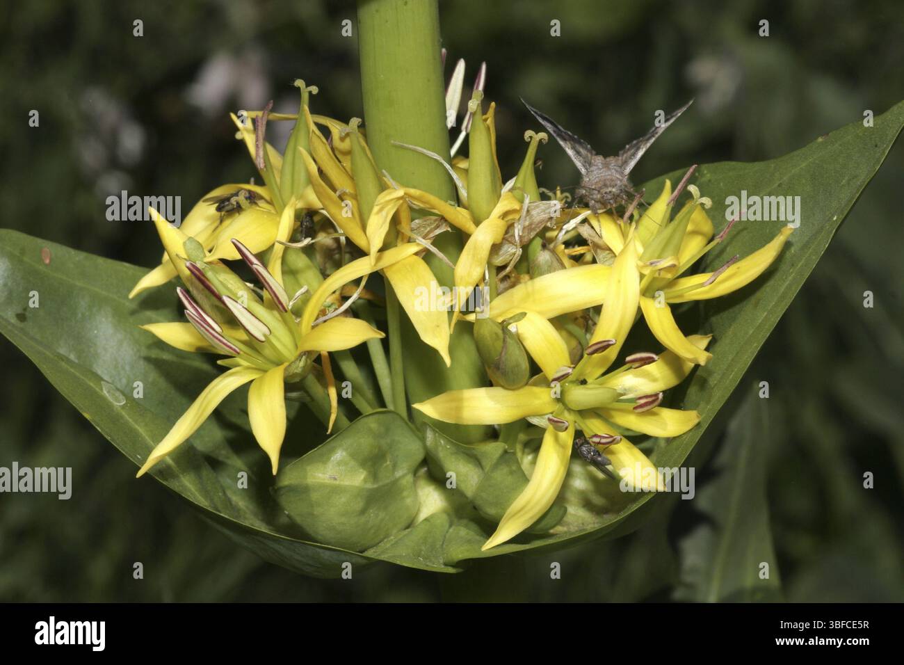 Grande giallo (genziana lutea Gentiana) Foto Stock
