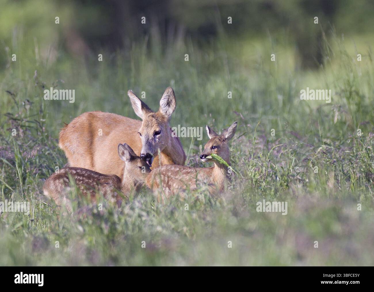 Vivaio (Capreolus capreolus) Foto Stock