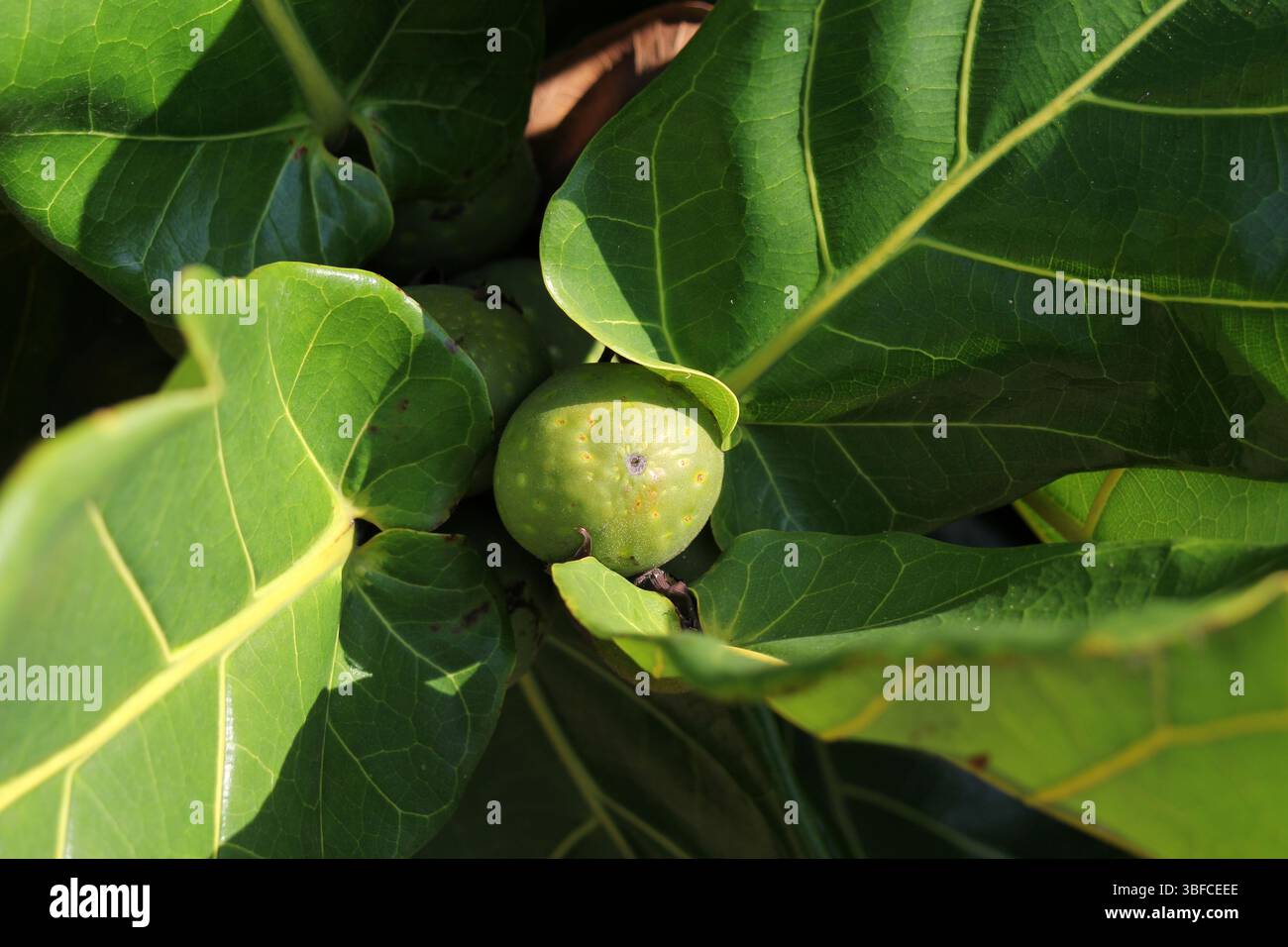 Frutta su una pianta di Ficus lyrata (Ficus lyrata) in un giardino Foto Stock