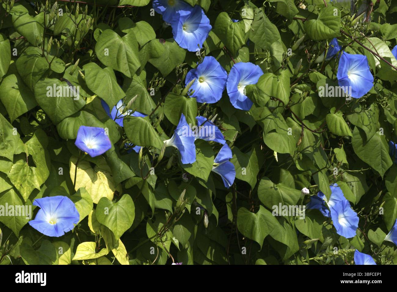 Convolvulus sabatius (Concolvulus sabatius) Foto Stock