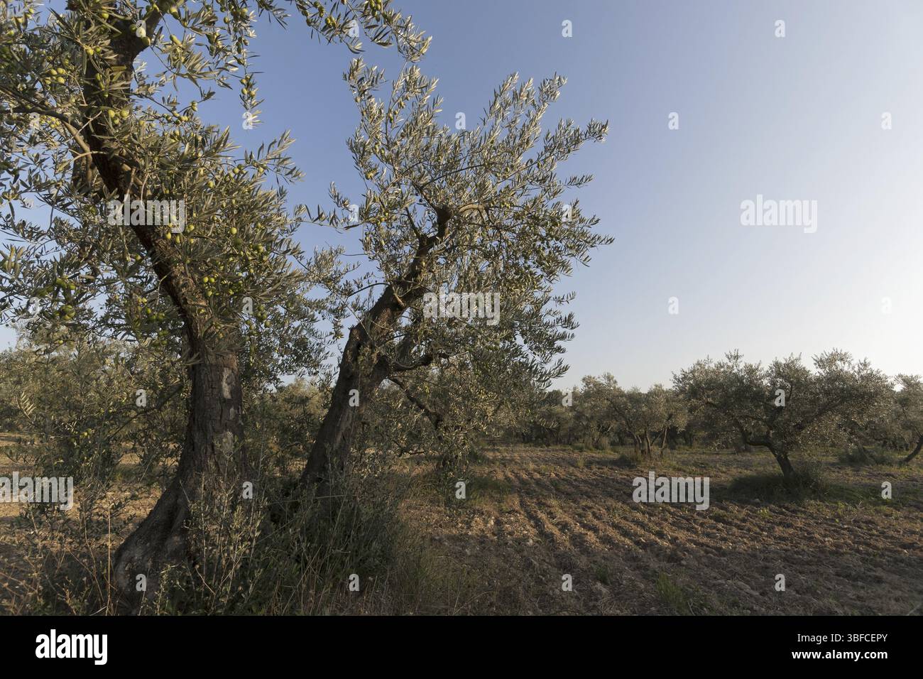 Albero di olivo (Olea europaea) Foto Stock