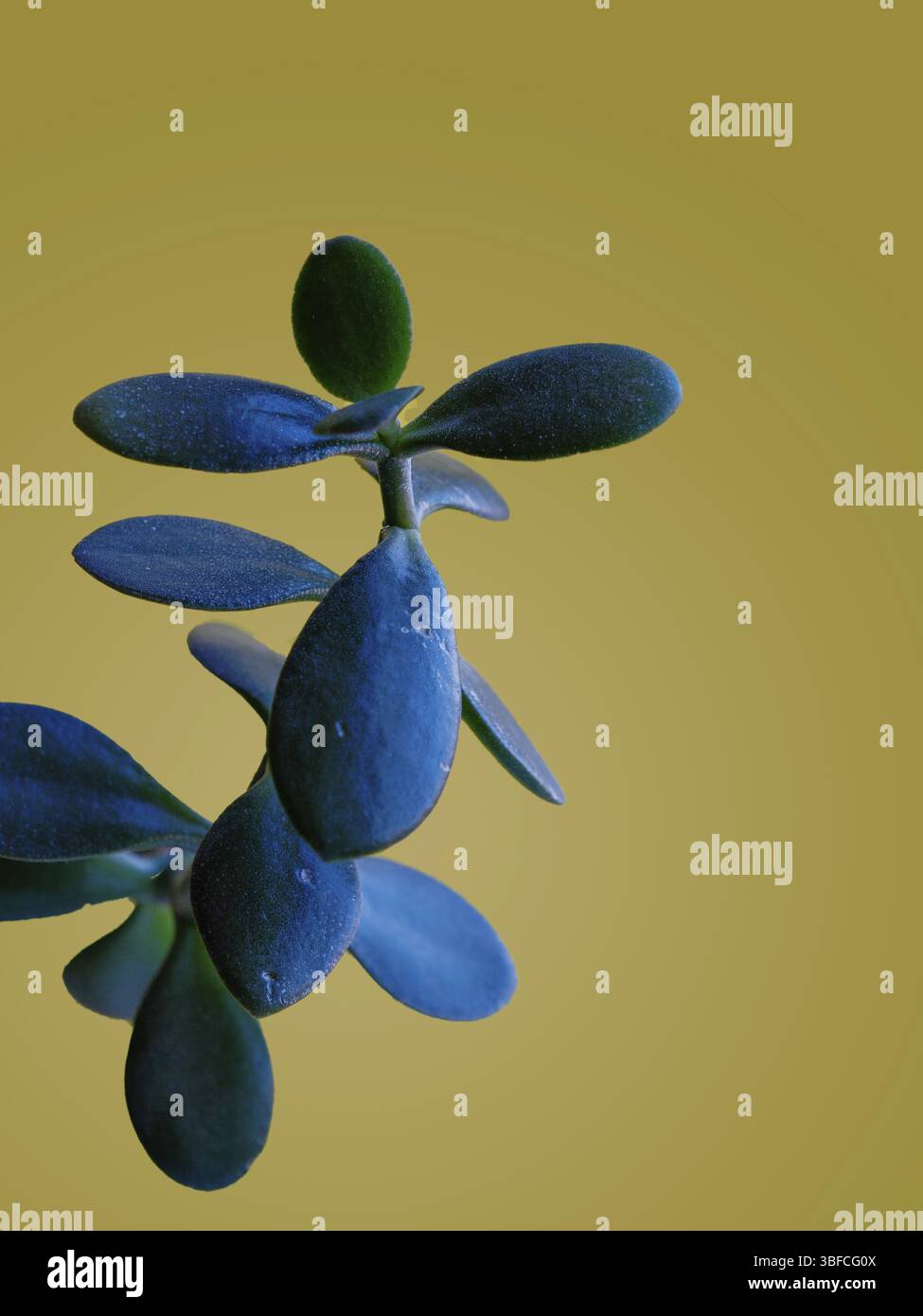 Filiale centrale interna - Crassula ovata su sfondo giallo, spazio copia Foto Stock