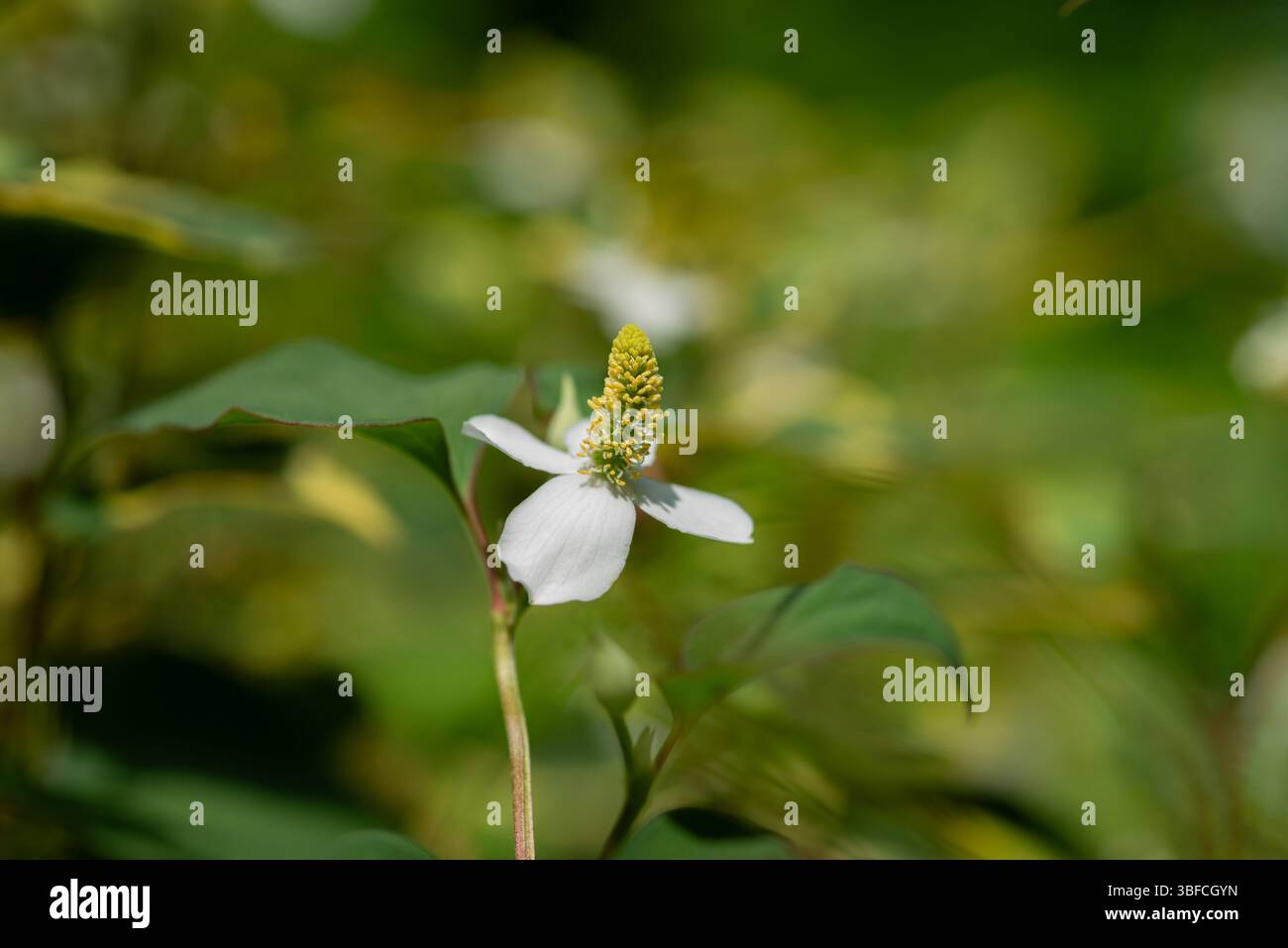Houttuynia cordata, nota anche come menta di pesce, foglia di pesce, pianta arcobaleno, pianta camaleontica, foglia di cuore, il mosto di pesce, o coda di lucertola cinese, è uno dei due Foto Stock