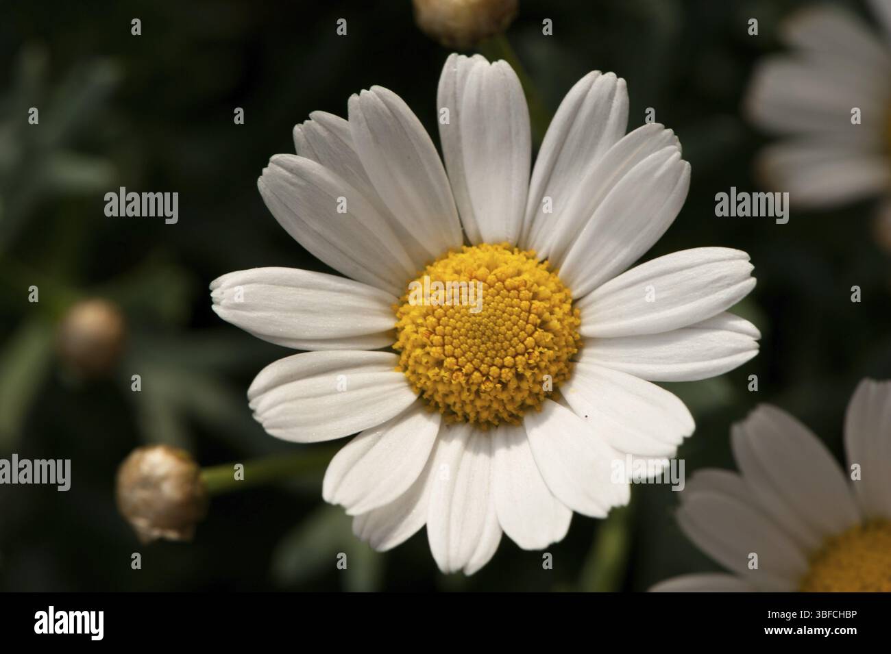 Daisy (Bellis majoris herba) Foto Stock