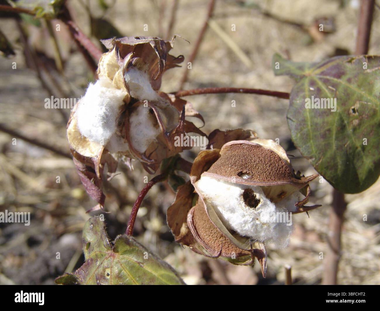 Cespuglio di cotone, cotone comune (Gossypium herbaceum africanum) Foto Stock