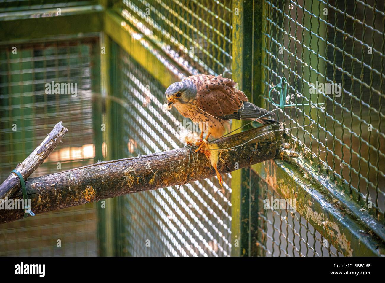 Falcon (Falco) si trova in una gabbia su un ramo, circondato da un filo verde e illuminato dalla calda luce del giorno, Weissenfels, Sassonia-Anhalt, Germania, Europa Foto Stock
