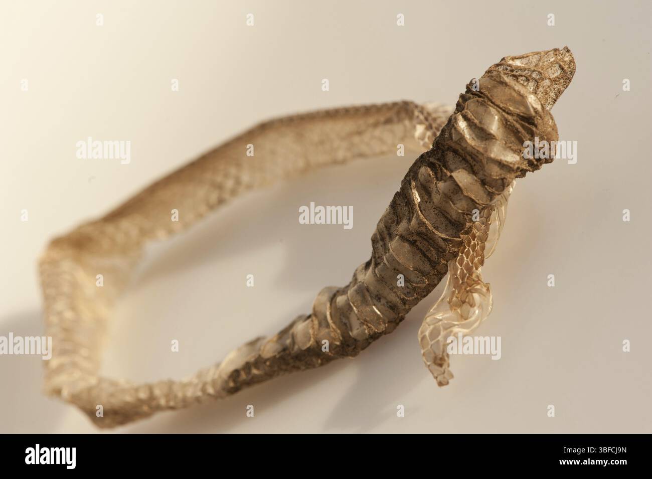 Pelle di serpente erba (Natrix natrix) Foto Stock