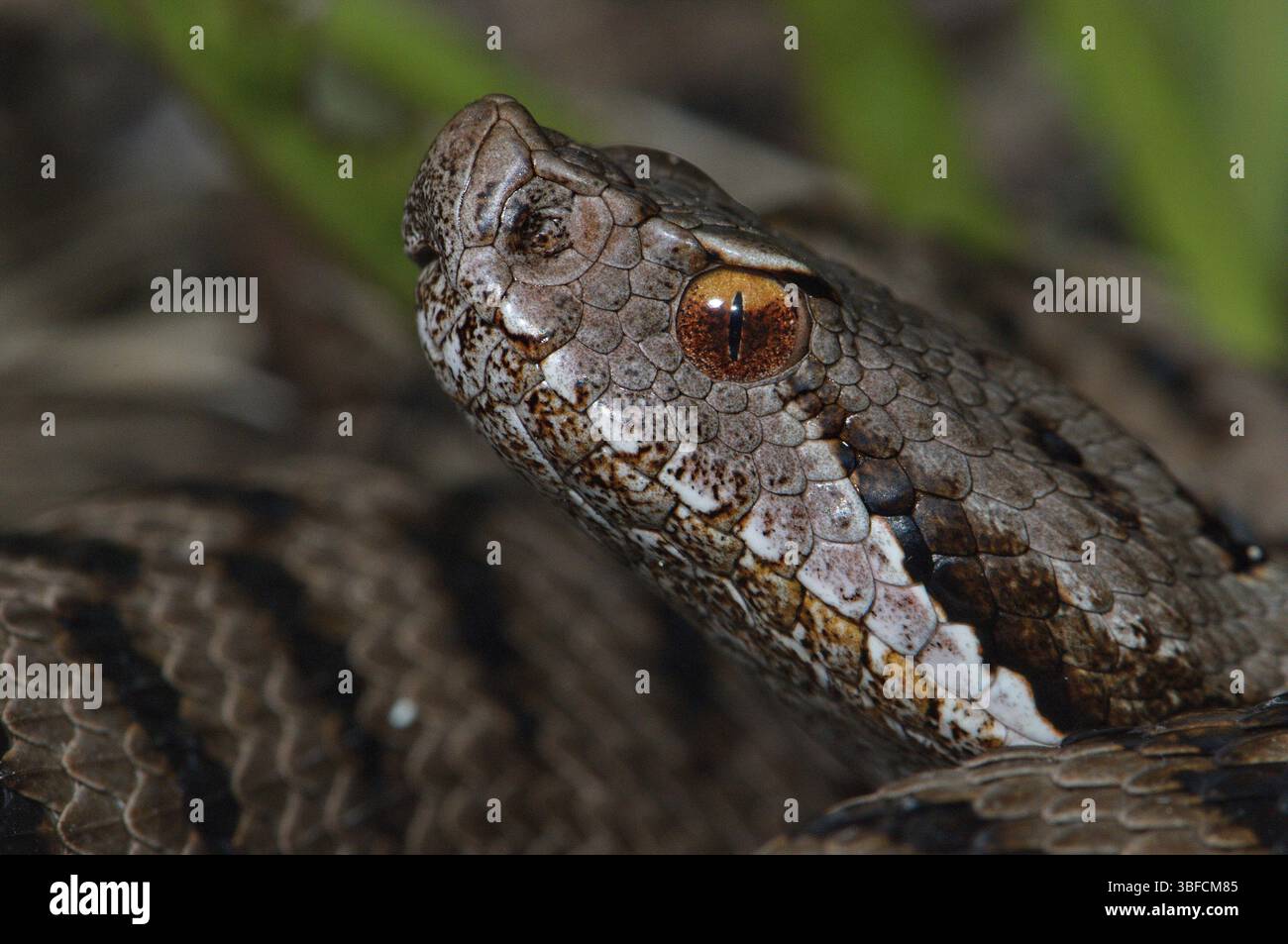 Ritratto di una vipera asp (Vipera a. aspis) Foto Stock
