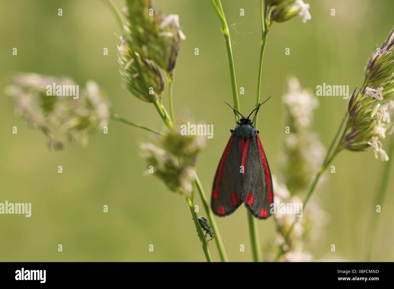 weevil di Giacobbe (Tyria jacobaeae) Foto Stock