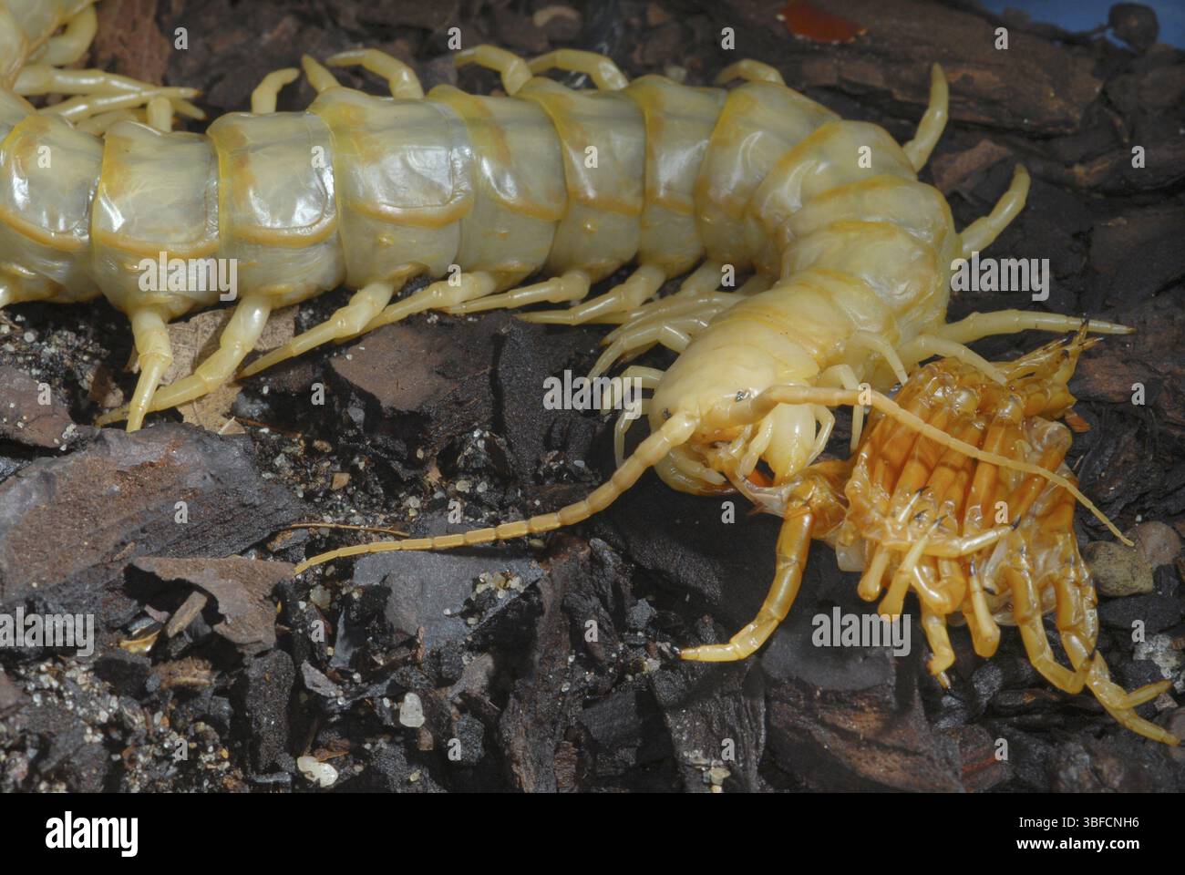 Scolopendra mangia il suo esoscheletro dopo la muta (Scolopendra sp.) Foto Stock