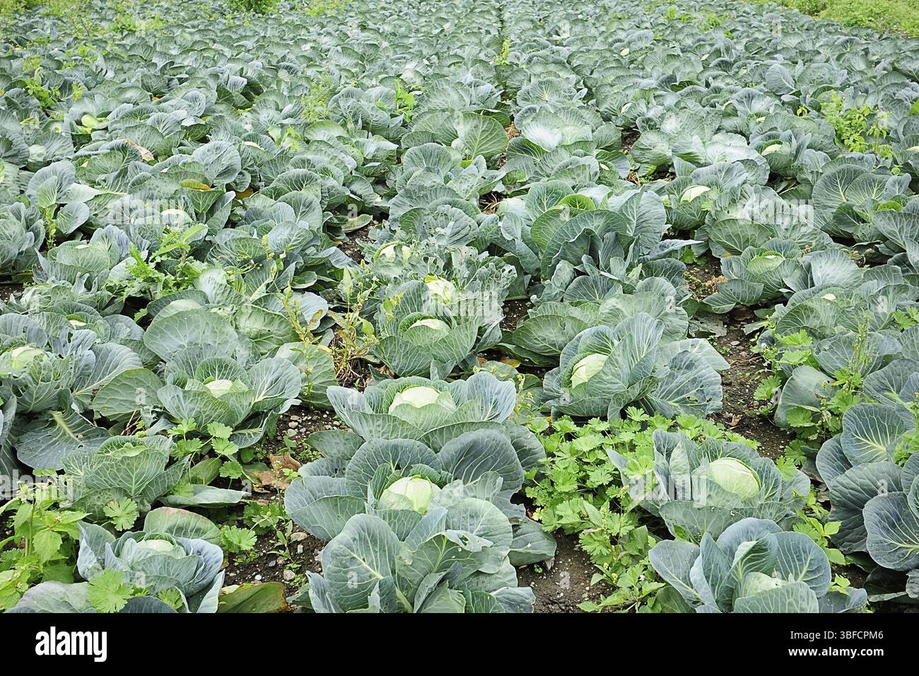 Cavolo della Savoia (brassica oleracea) Foto Stock
