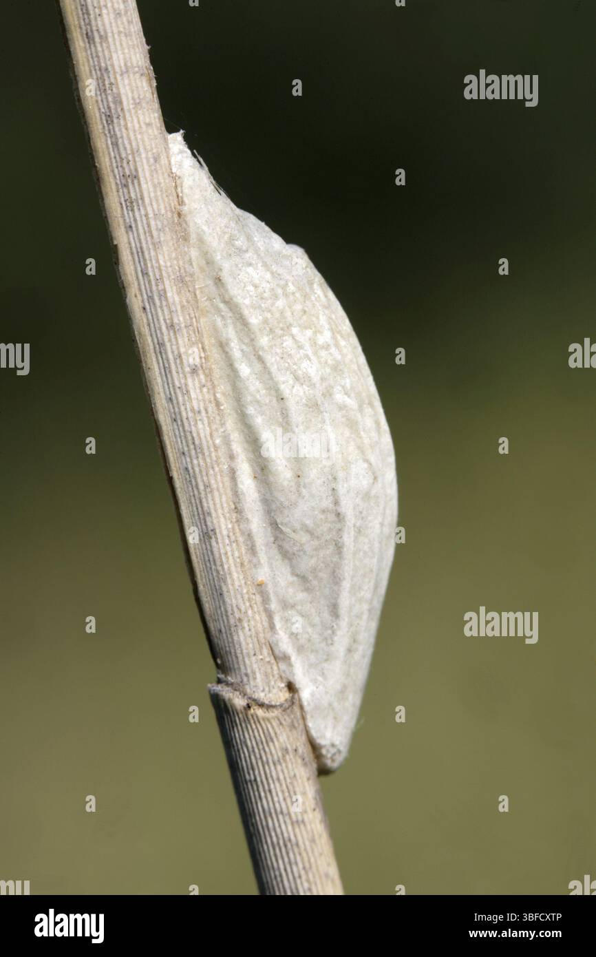 Ariete a sei macchie - pupa (Zygaena filipendula) Foto Stock