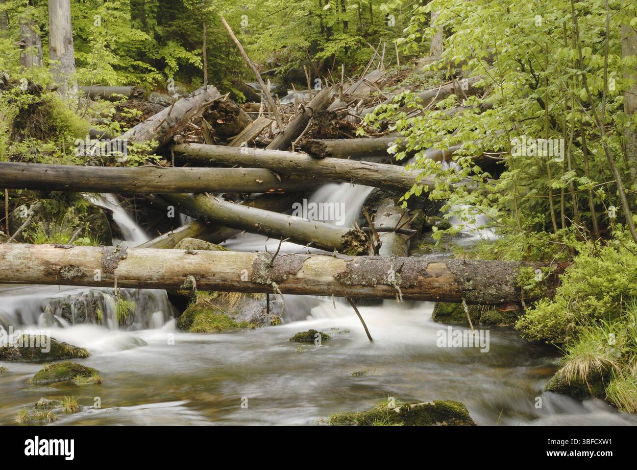 Il piccolo OHE Foto Stock