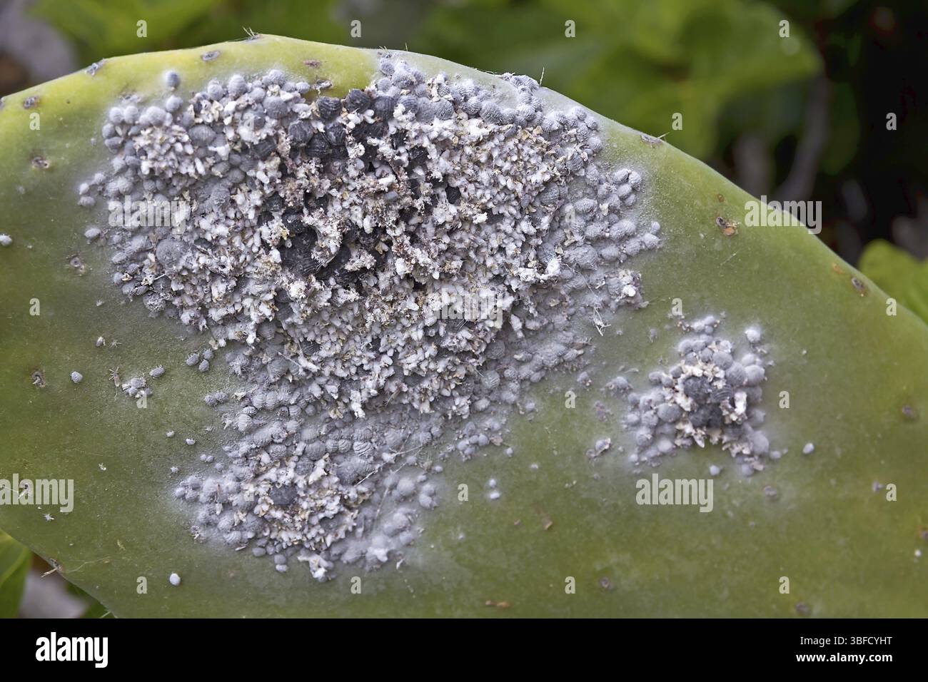 Afidi coccineali su opuntia (Dactylopius coccus) Foto Stock