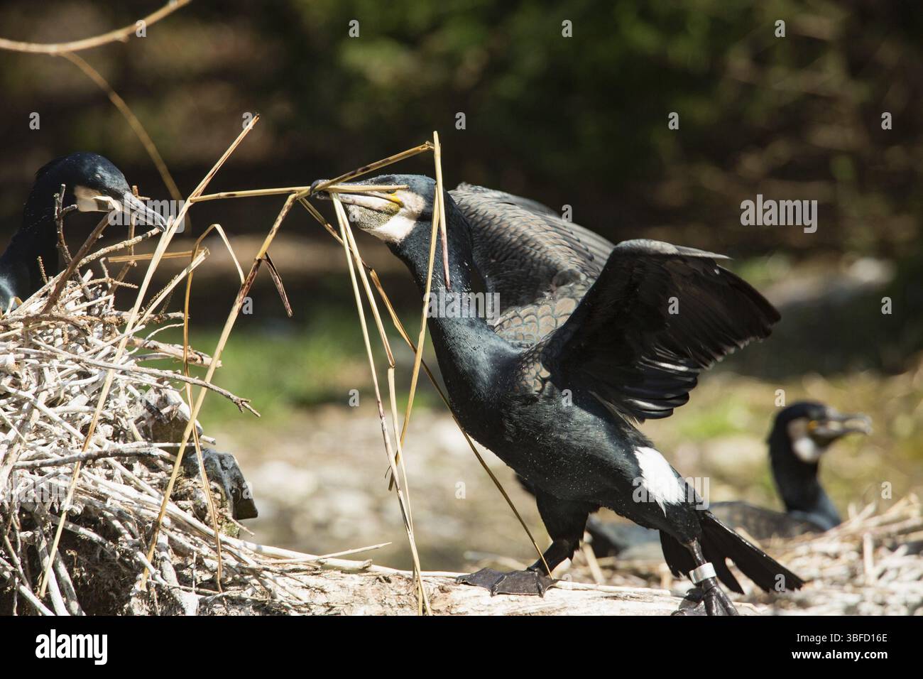 Cormorano (Phalacrocorax carbo) Foto Stock