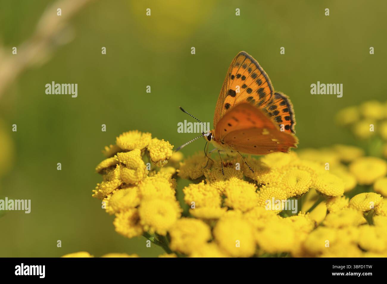 Femmina in rame grande (Lycaena dispar) Foto Stock