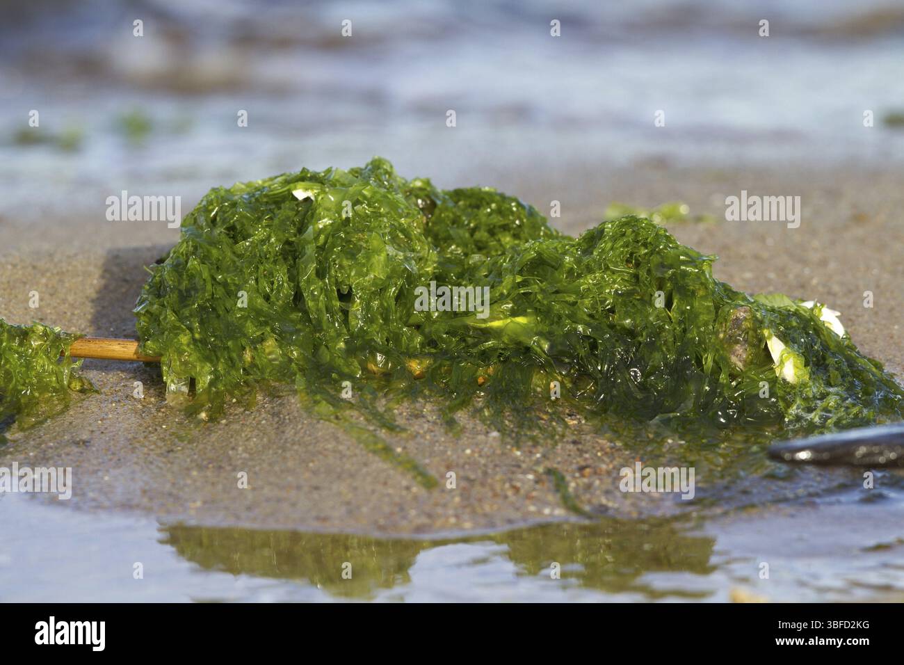 Alghe intestinali ondulate (Ulva linza) Foto Stock