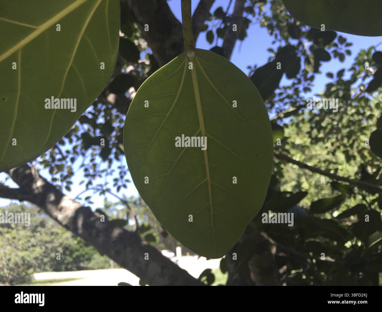 Fico di Banyan (Ficus benghalensis) Foto Stock