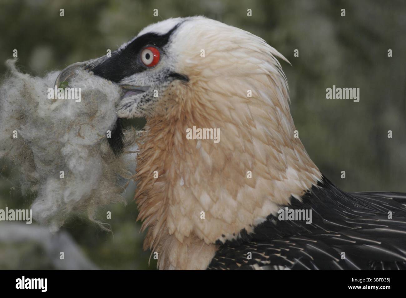 Avvoltoio bearato (Gypaetus barbatus) Foto Stock