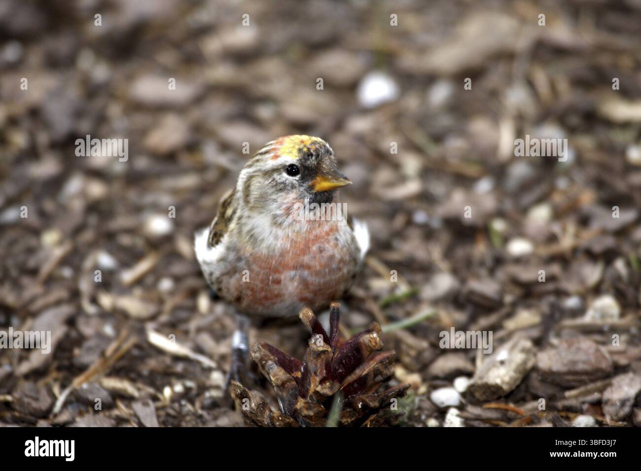Redpoll artico (Carduelis hornemanni) Foto Stock