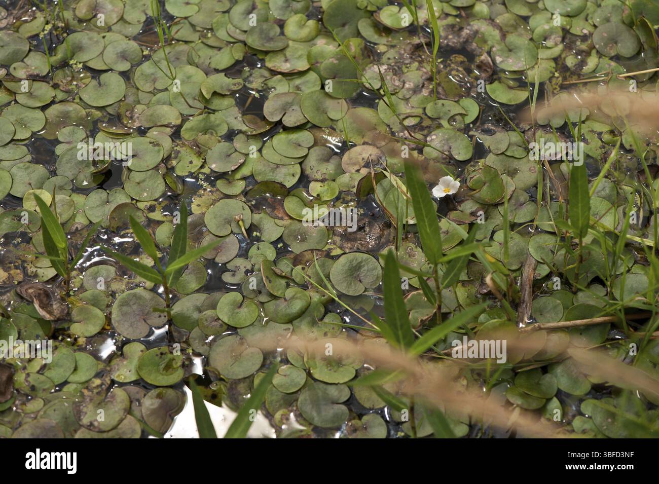 Frogbit comune (Hydrocharis morsus-ranae) Foto Stock