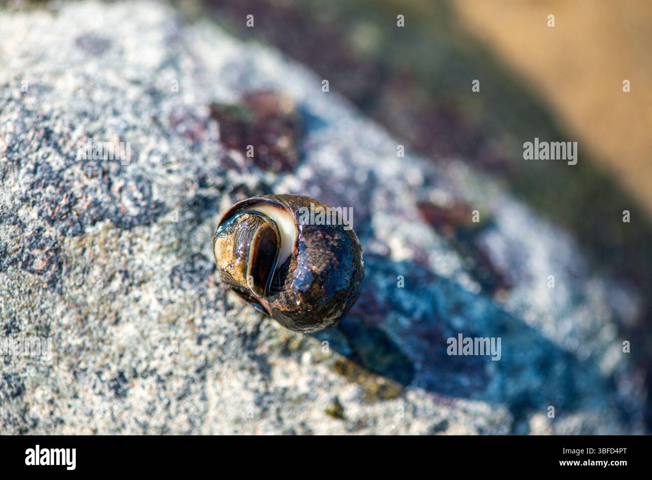 Una foto macro dettagliata sott'acqua che mostra Littorina littorea (periwinkle comune) che si muove attivamente su una superficie sommersa. Foto Stock