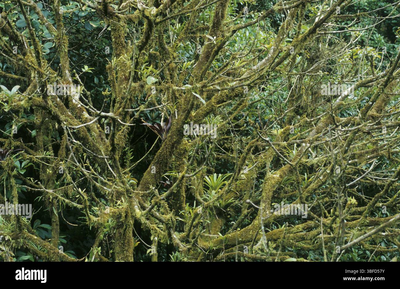 Lichene (Lichenes) Foto Stock