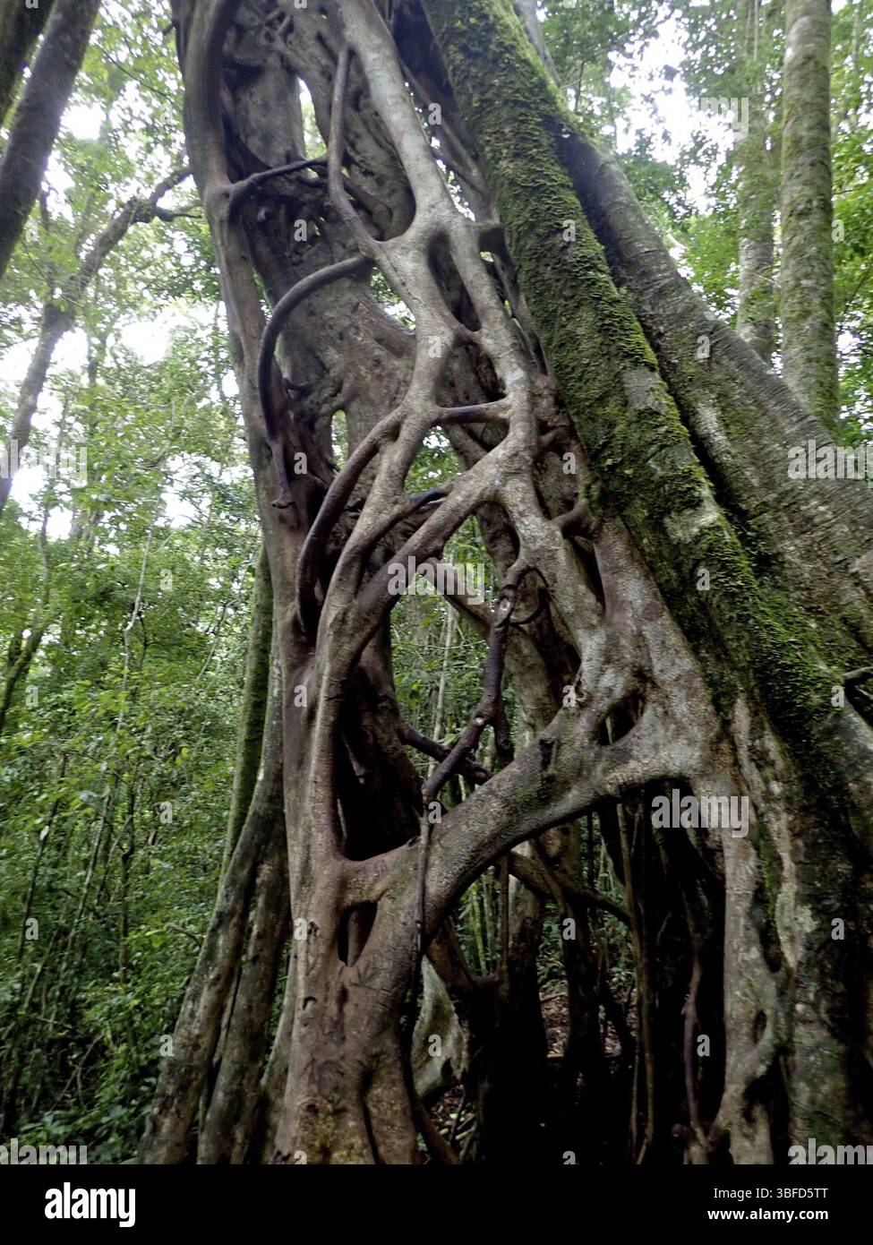 Fico strangolatore della Florida (Ficus aurea) Foto Stock