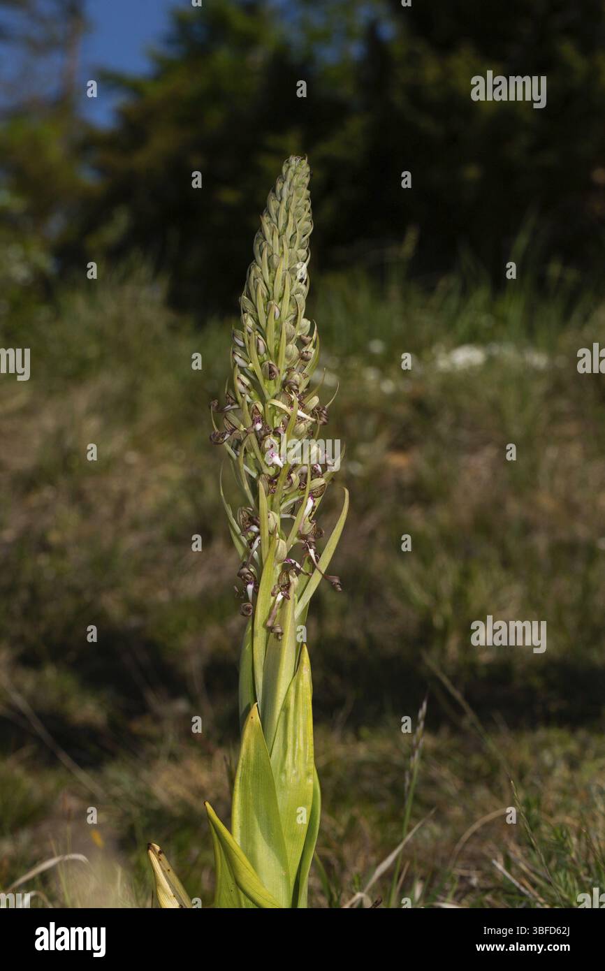 Lingua di capra (Himantoglossum hircinum) Foto Stock