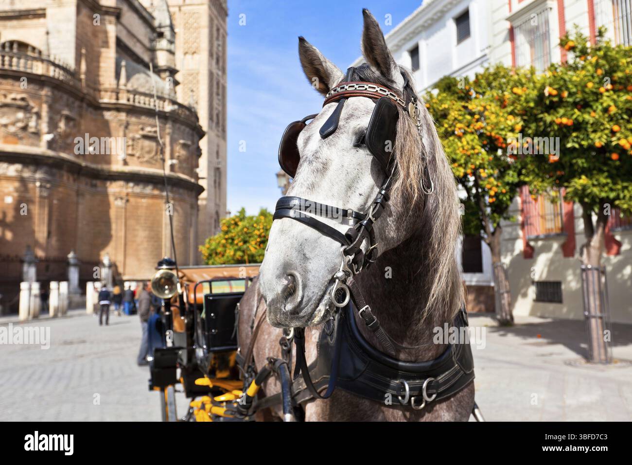 Il trasporto di cavalli per i turisti in Sevilla, Spagna. Inquadratura orizzontale Foto Stock