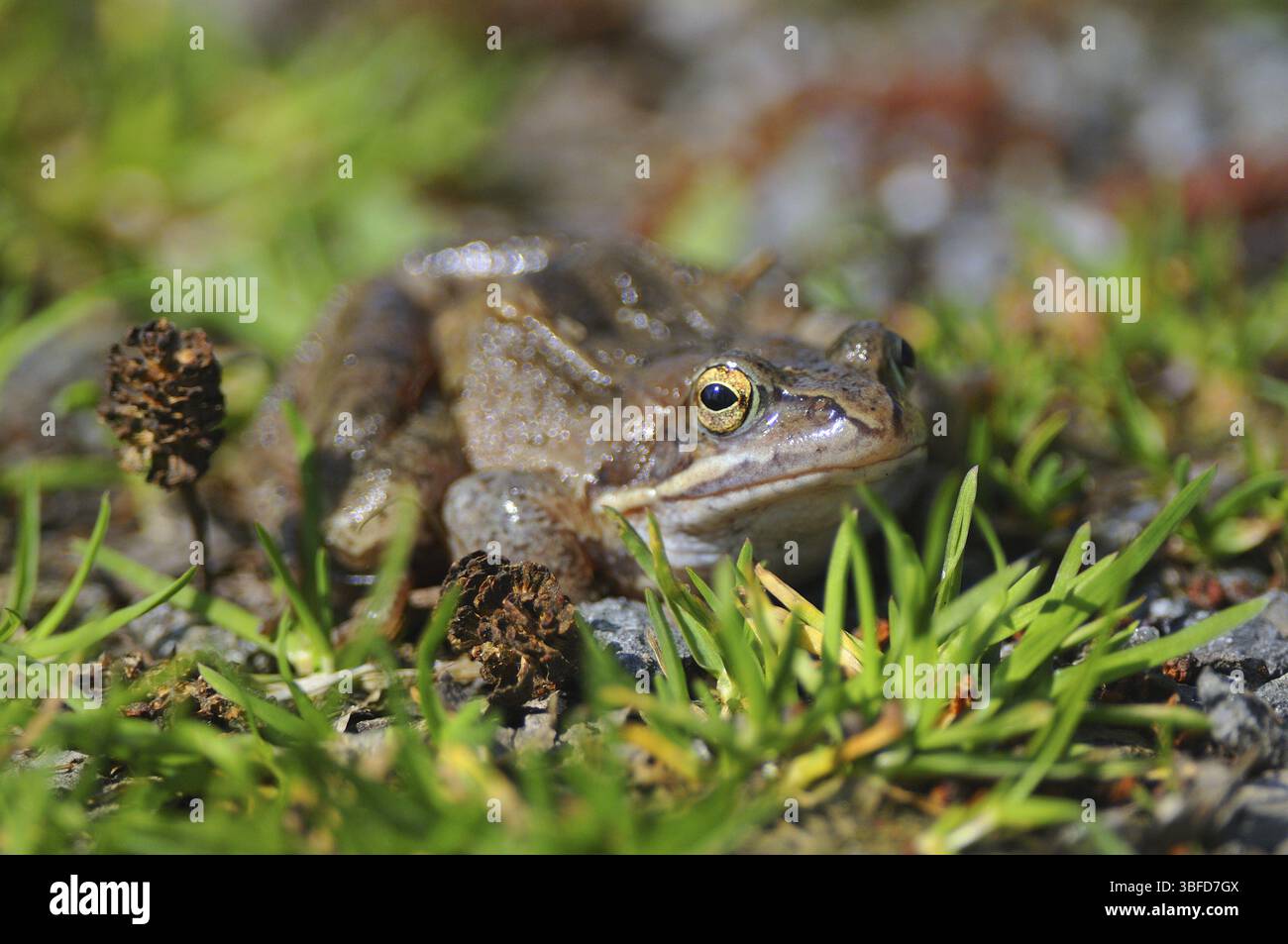 Moor frog (Rana arvalis) Foto Stock
