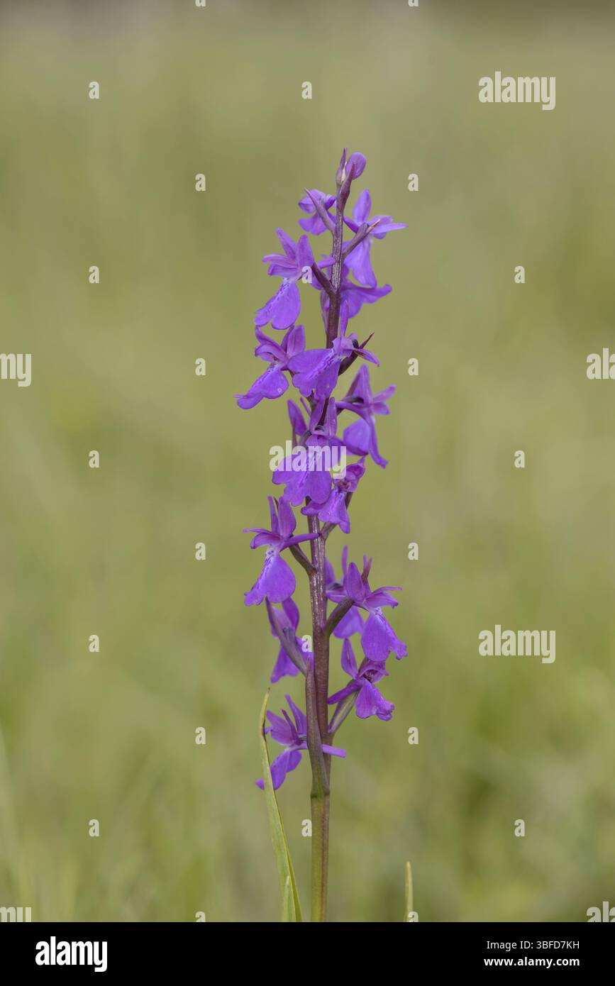 Orchidea palustris (Orchis palustris) Foto Stock