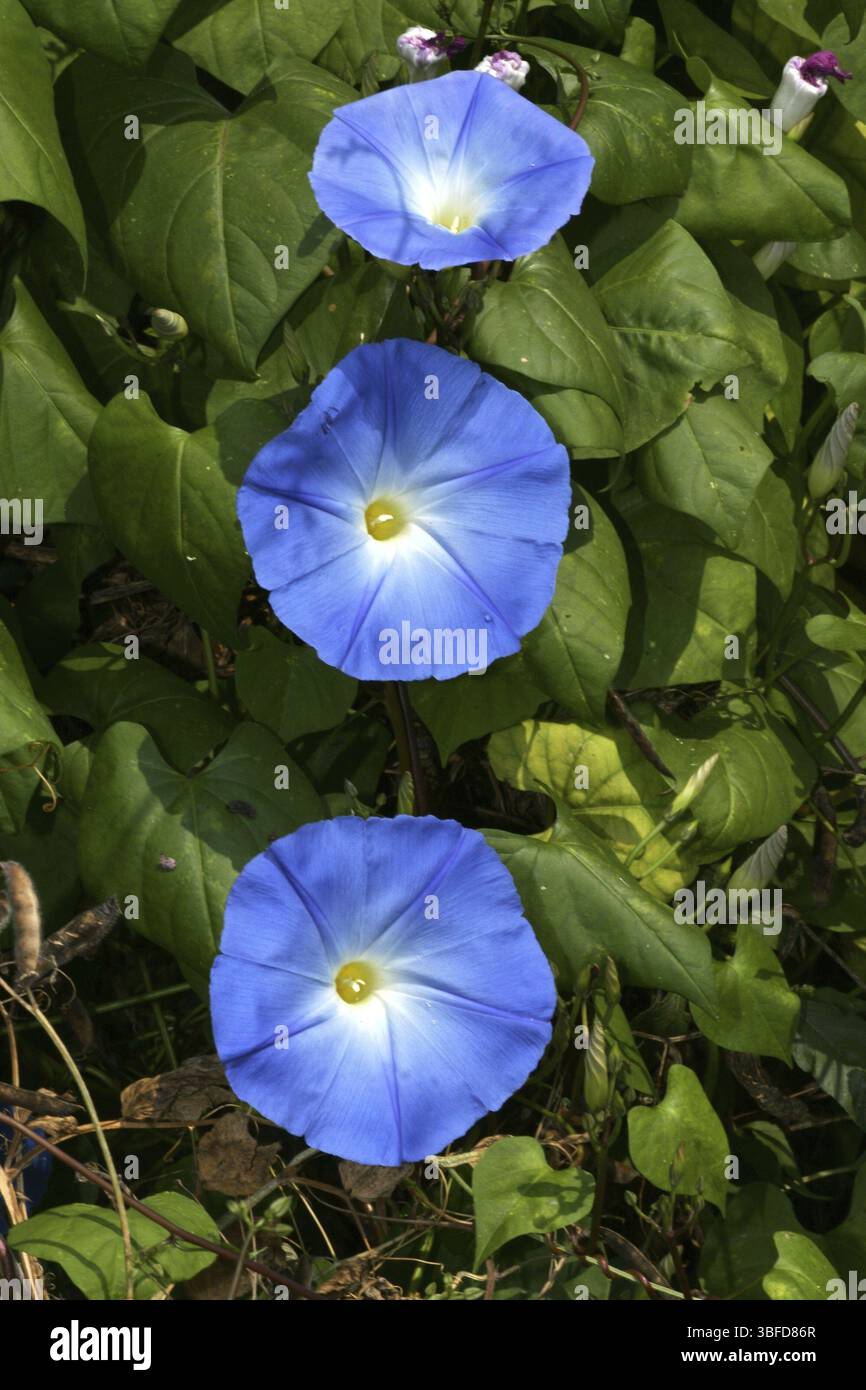Convolvulus sabatius (Concolvulus sabatius) Foto Stock