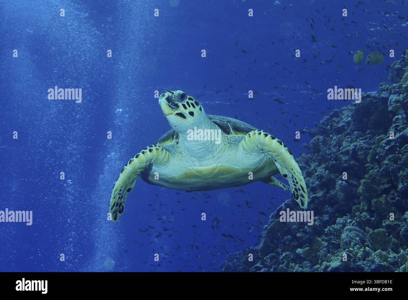 Hawksbill tartaruga di mare (Eretmochelys imbricata) Foto Stock