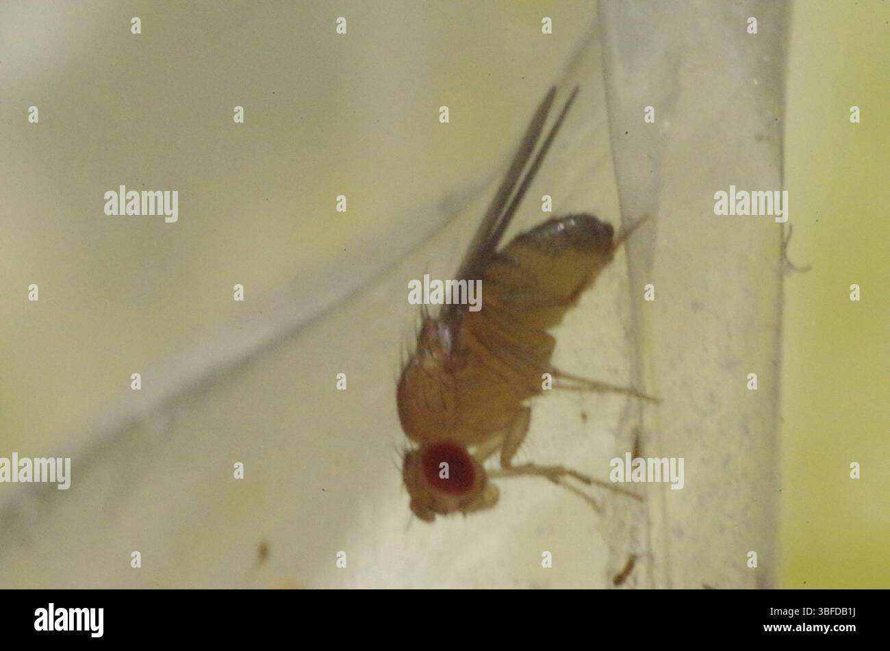 Mosca della frutta (Drosophila) Foto Stock
