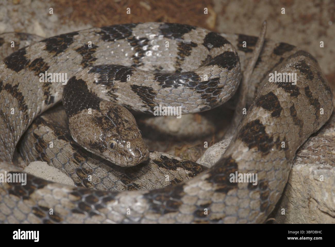 Serpente gatto europeo (Telescopus fallax) Foto Stock