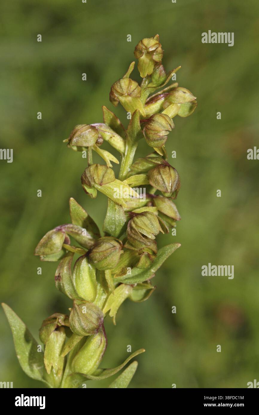 Orchidea di rana (Coeloglossum viride) Foto Stock