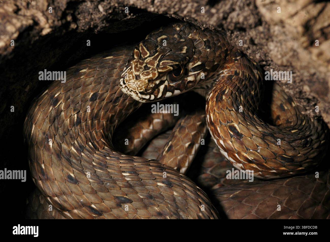 Serpente di Montpellier orientale (Malpolon monspessulanus insignitus) Foto Stock