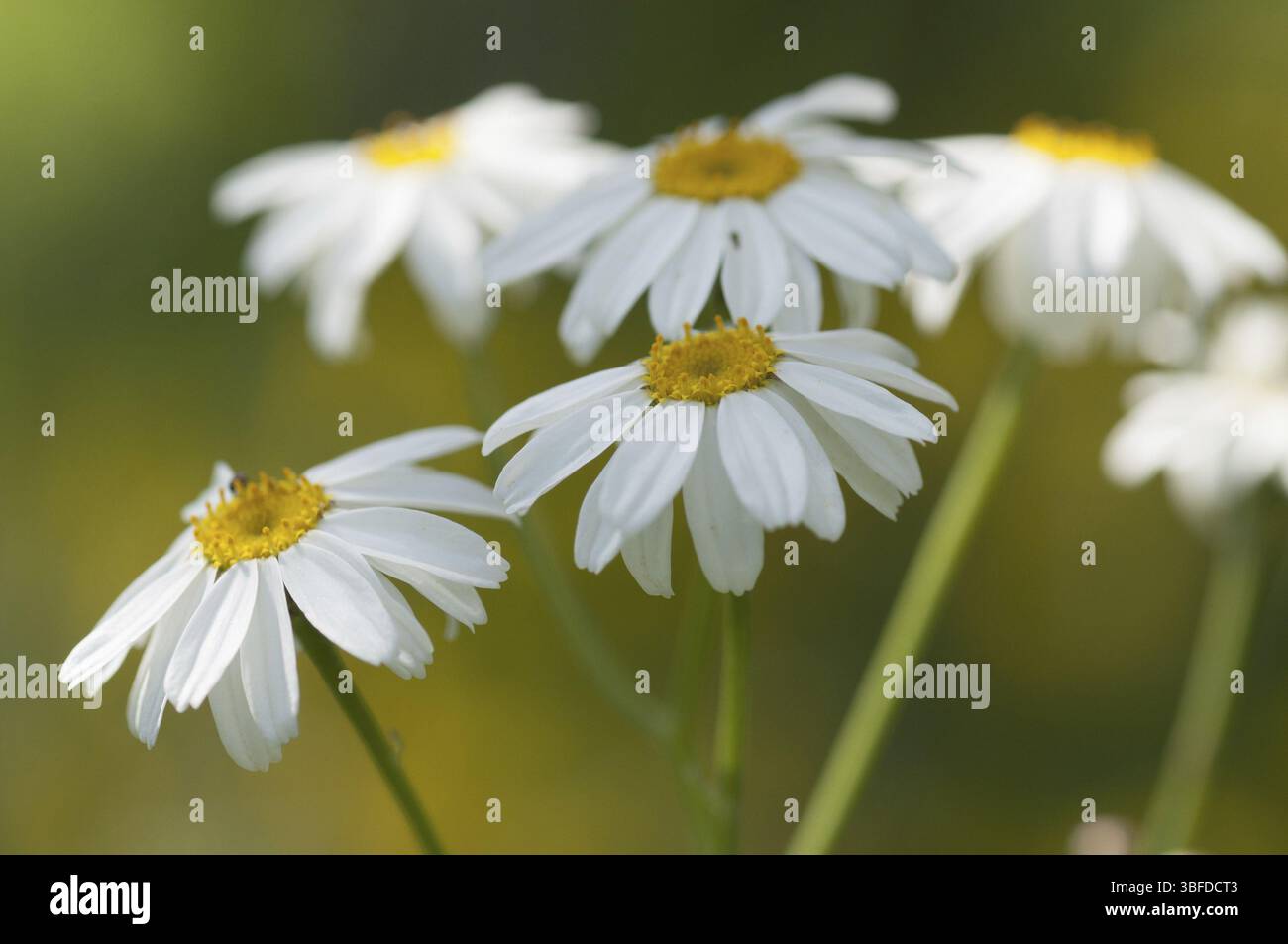 Bouquet usufrutto (Tanacetum corymbosum) Foto Stock