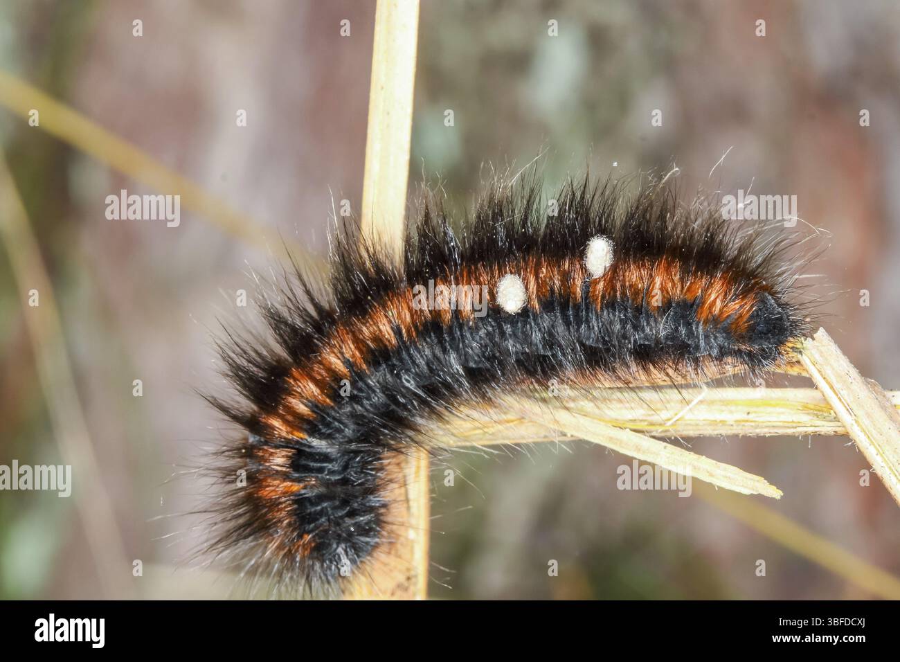Falena mora - bruco parassitario (Macrotilacia rubi) Foto Stock