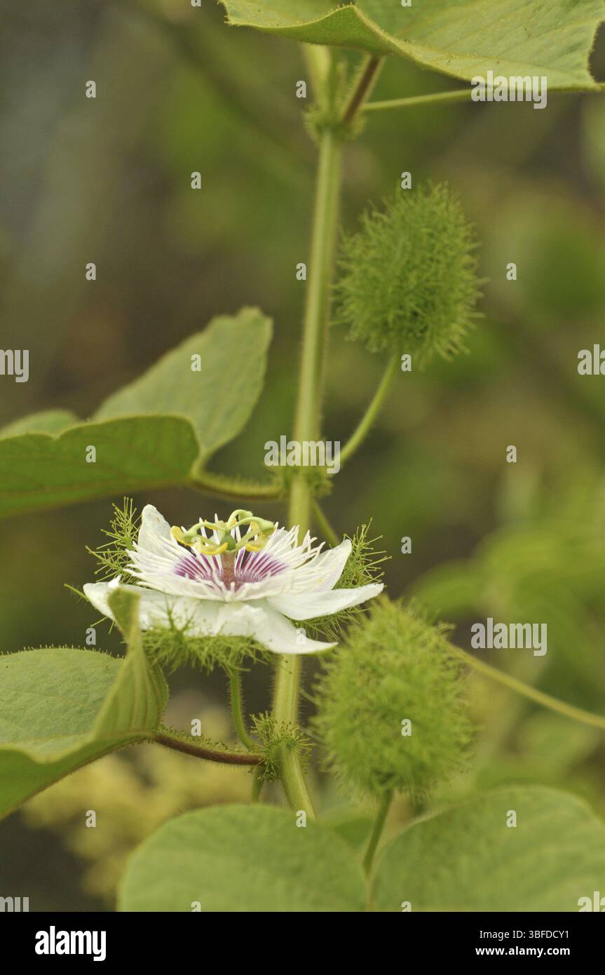 Galapagos (Passiflora foetida) Foto Stock