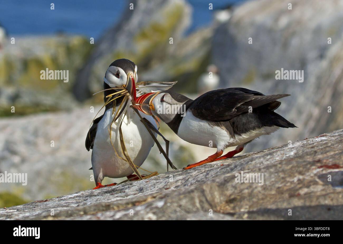 Pulcino con materiale di nidificazione (Fratercula arctica) Foto Stock