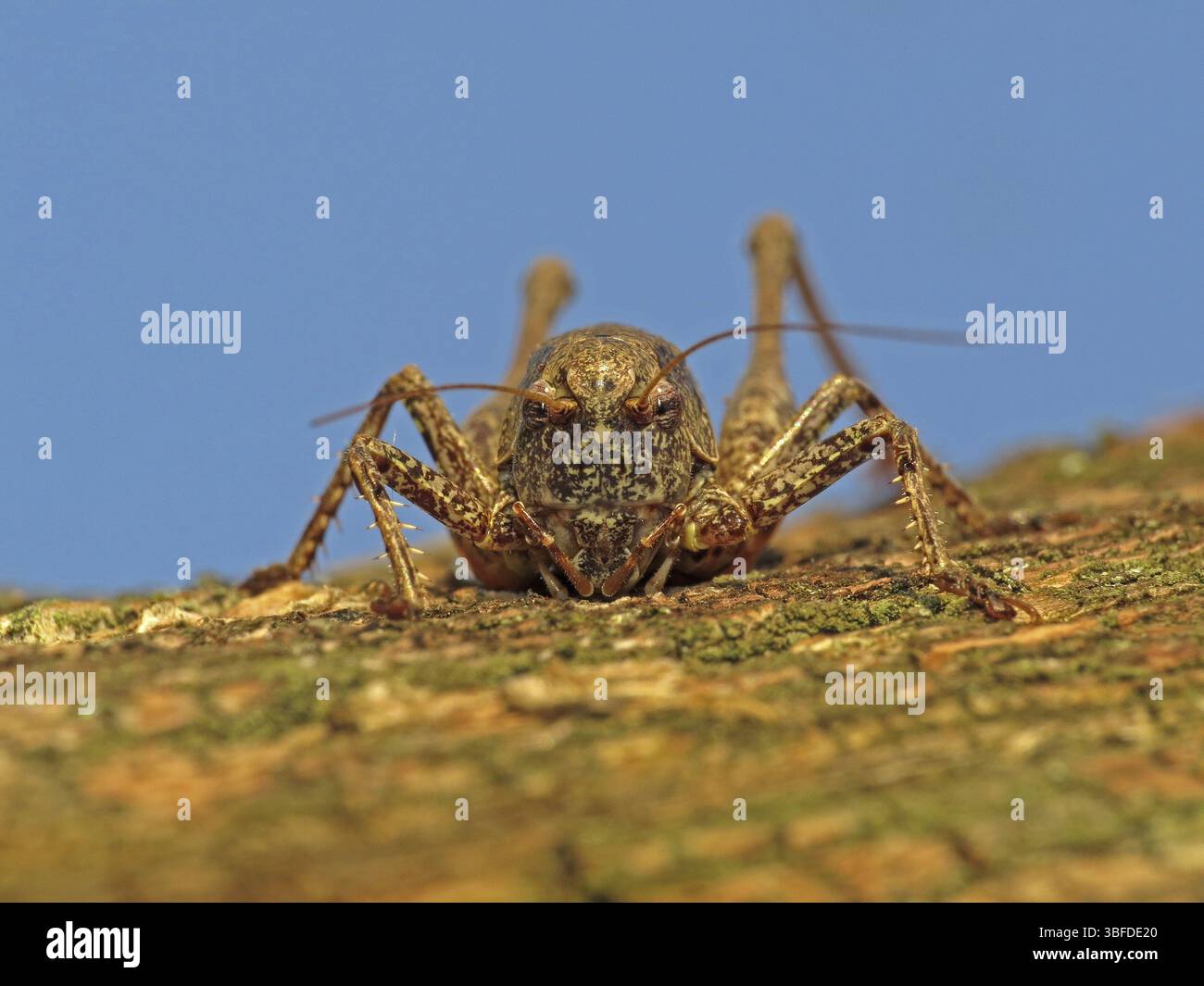 Dark bush-cricket (Pholidoptera griseoaptera) Foto Stock